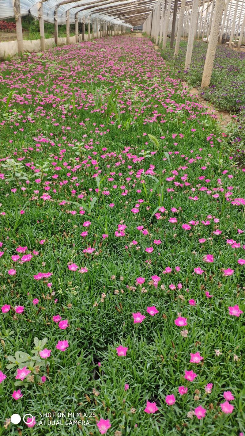 欧石竹开花红花欧石竹山东青州花卉基地，绿化专用