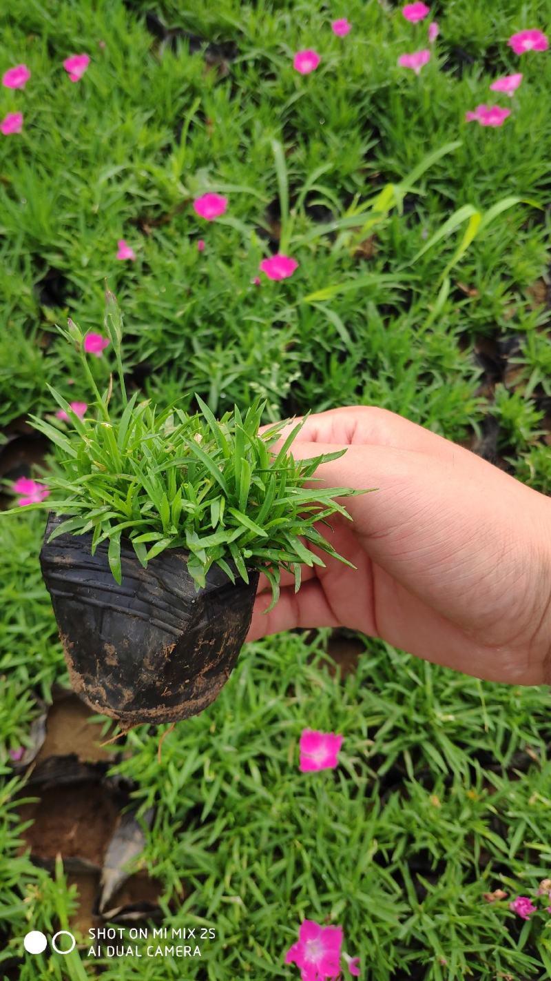 欧石竹开花红花欧石竹山东青州花卉基地，绿化专用