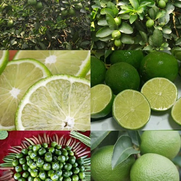 1无籽青柠檬种植园区供应质量保证