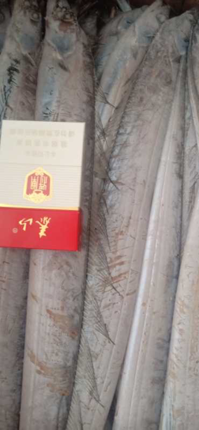 船冻国产舟山带鱼精品大量批发一手货源全国可发货