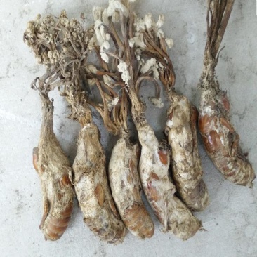 金蝉花，常年批发供应冷背中药材金蝉花中药材