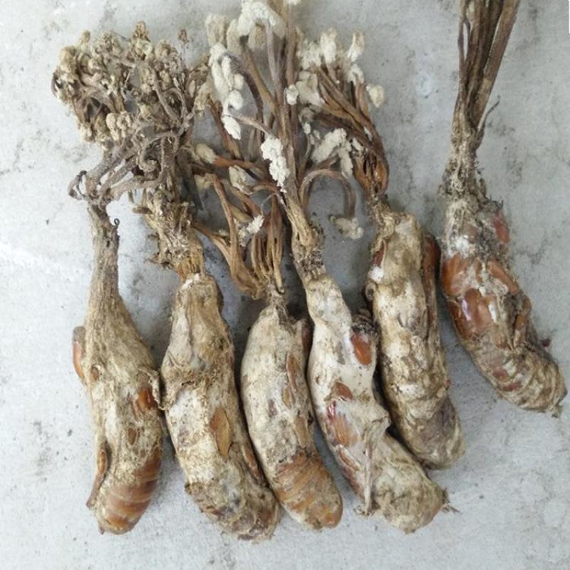 金蝉花，常年批发供应冷背中药材金蝉花中药材