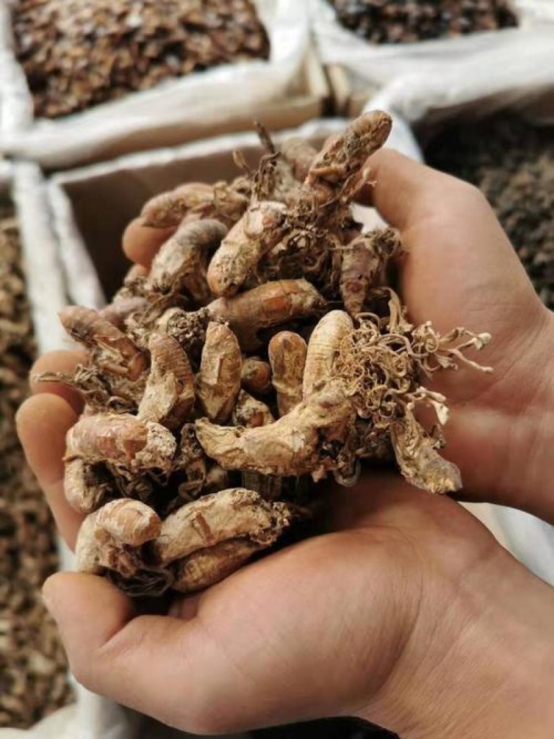 金蝉花，常年批发供应冷背中药材金蝉花中药材