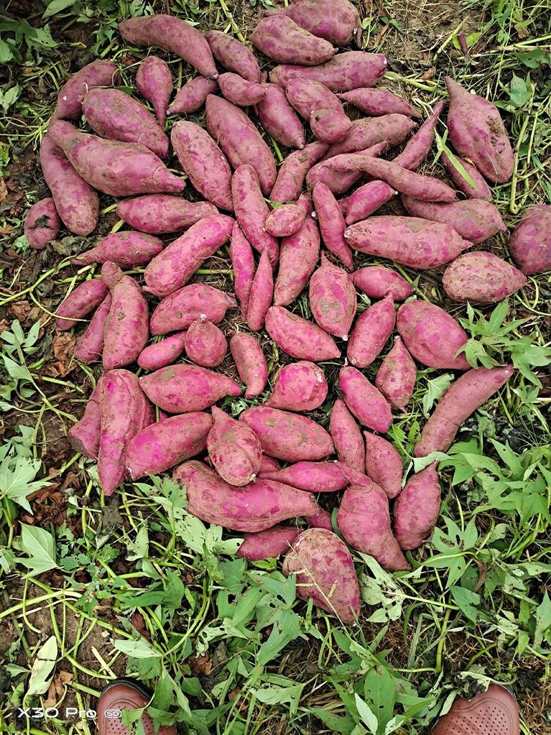 湖北优质紫薯货源充足每天现挖现发！货源充足价格优惠