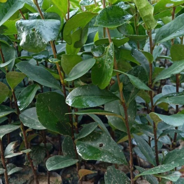 油茶杯苗营养袋茶籽苗实生油茶子树苗大量油茶杯苗25公分起
