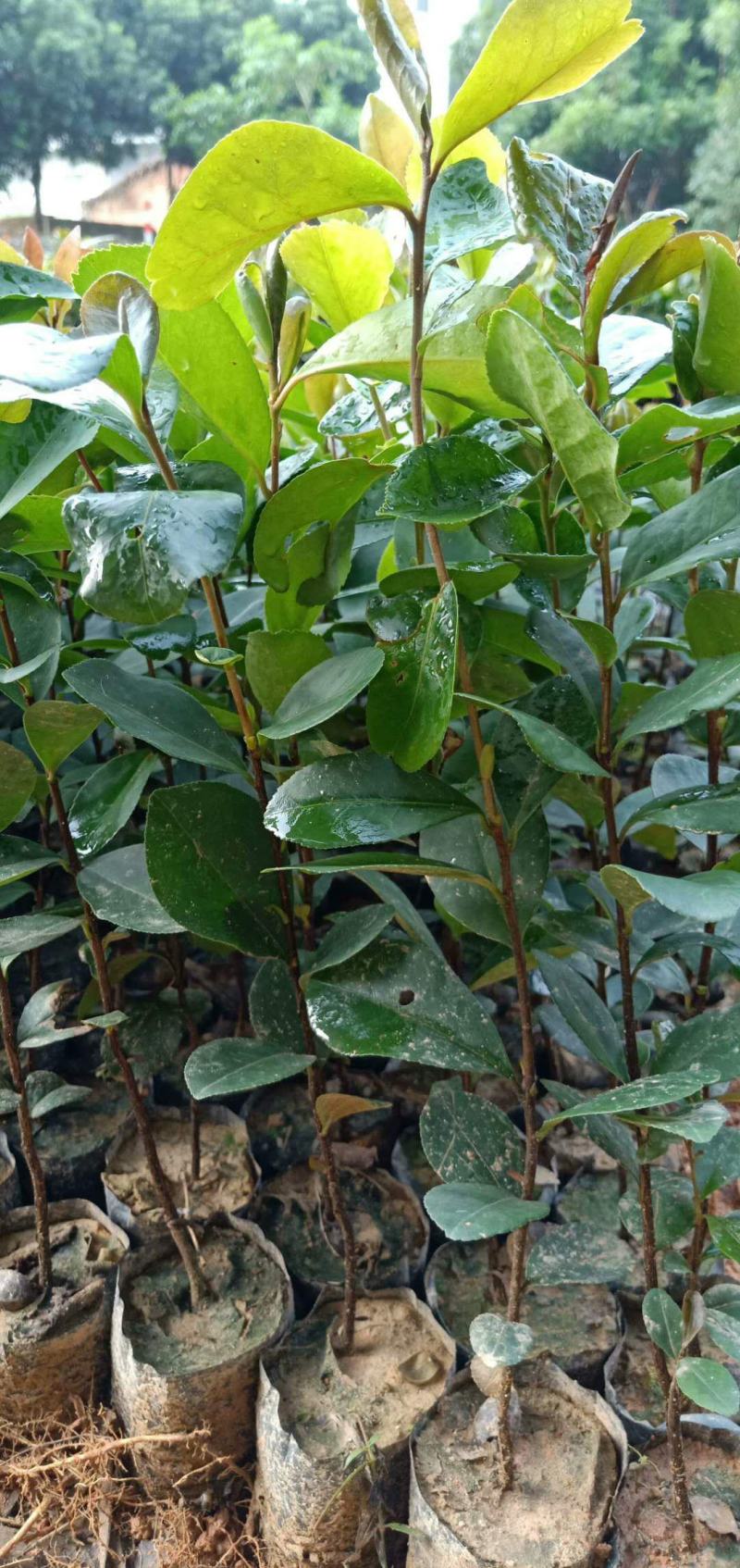 油茶杯苗营养袋茶籽苗实生油茶子树苗大量油茶杯苗25公分起