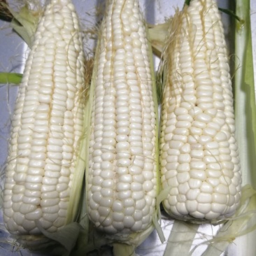白糯玉米