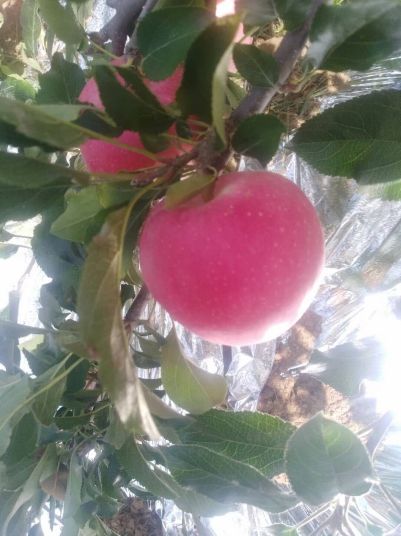 嘎啦苹果大量上市
