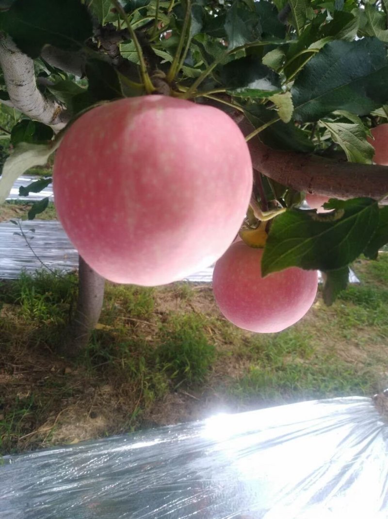 嘎啦苹果大量上市