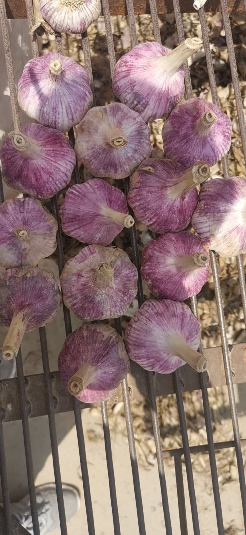 大蒜山东大蒜金乡大蒜产地直销量大从优质量有保证