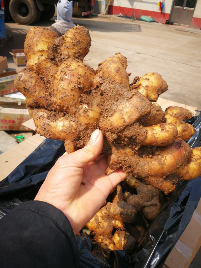 姜种，368高产王。提供种植资料及生根，杀虫剂专用除草剂
