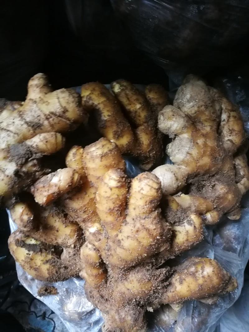 姜种，368高产王。提供种植资料及生根，杀虫剂专用除草剂