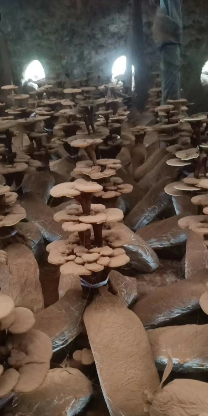 活体灵芝花，活体灵芝，活体灵芝盆景