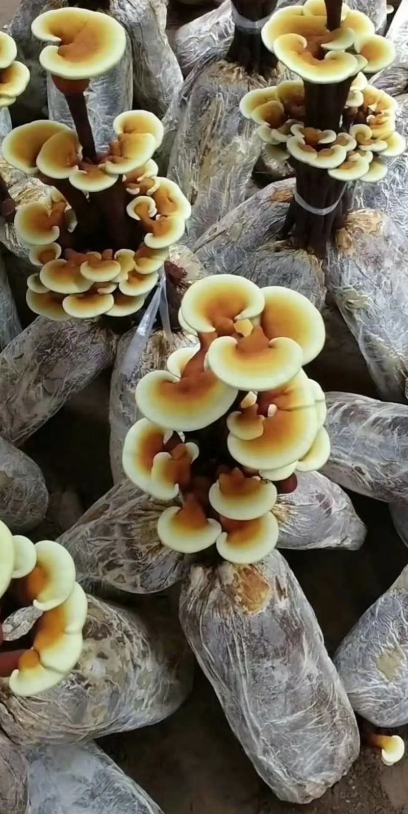 活体灵芝花，活体灵芝，活体灵芝盆景