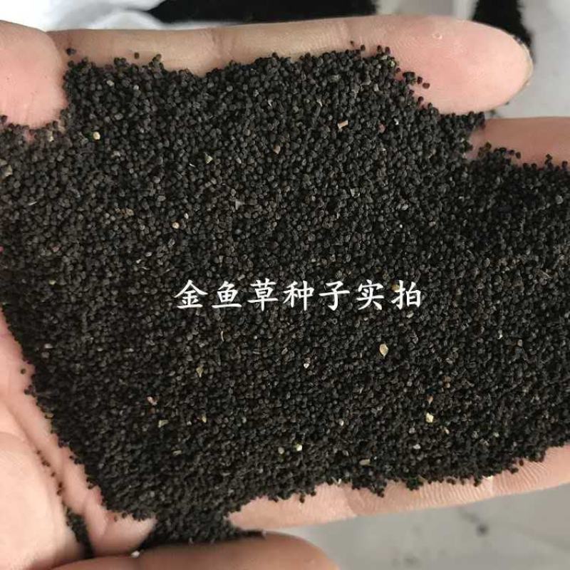 金鱼草种子金鱼花多年生耐寒耐阴花草进口花海花卉种子可货到