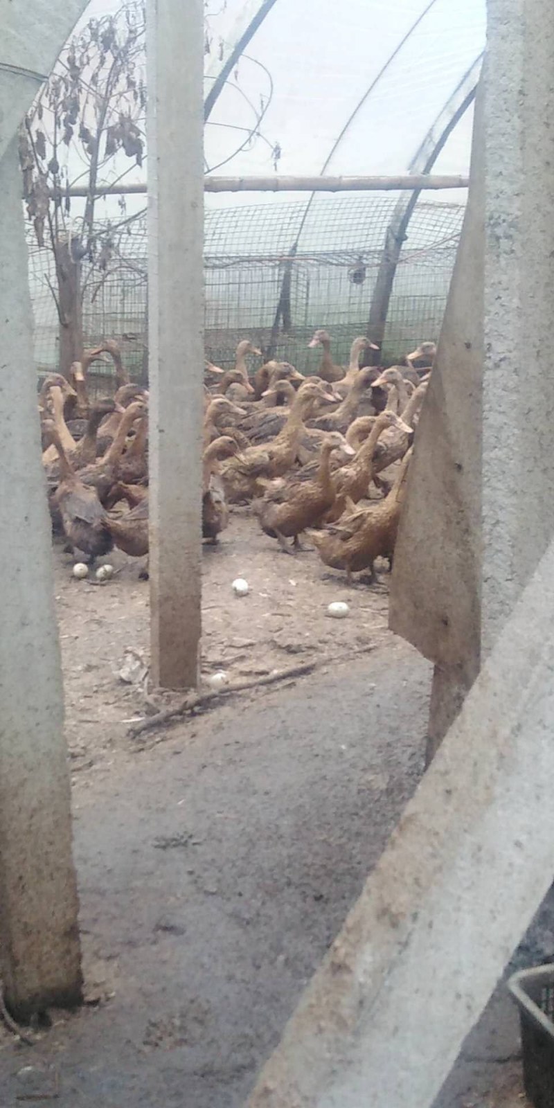 淘汰麻鸭，3600只，要的联系