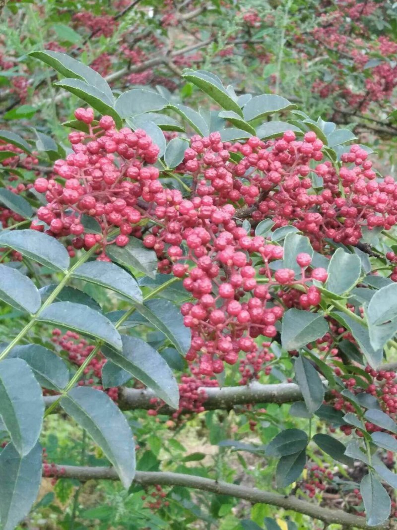 汉源贡椒（鲜花椒）