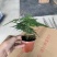 90#文竹盆栽一件40盆带盆发物流运费到付货到自提