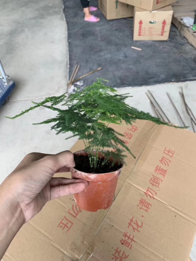 90#文竹盆栽一件40盆带盆发物流运费到付货到自提