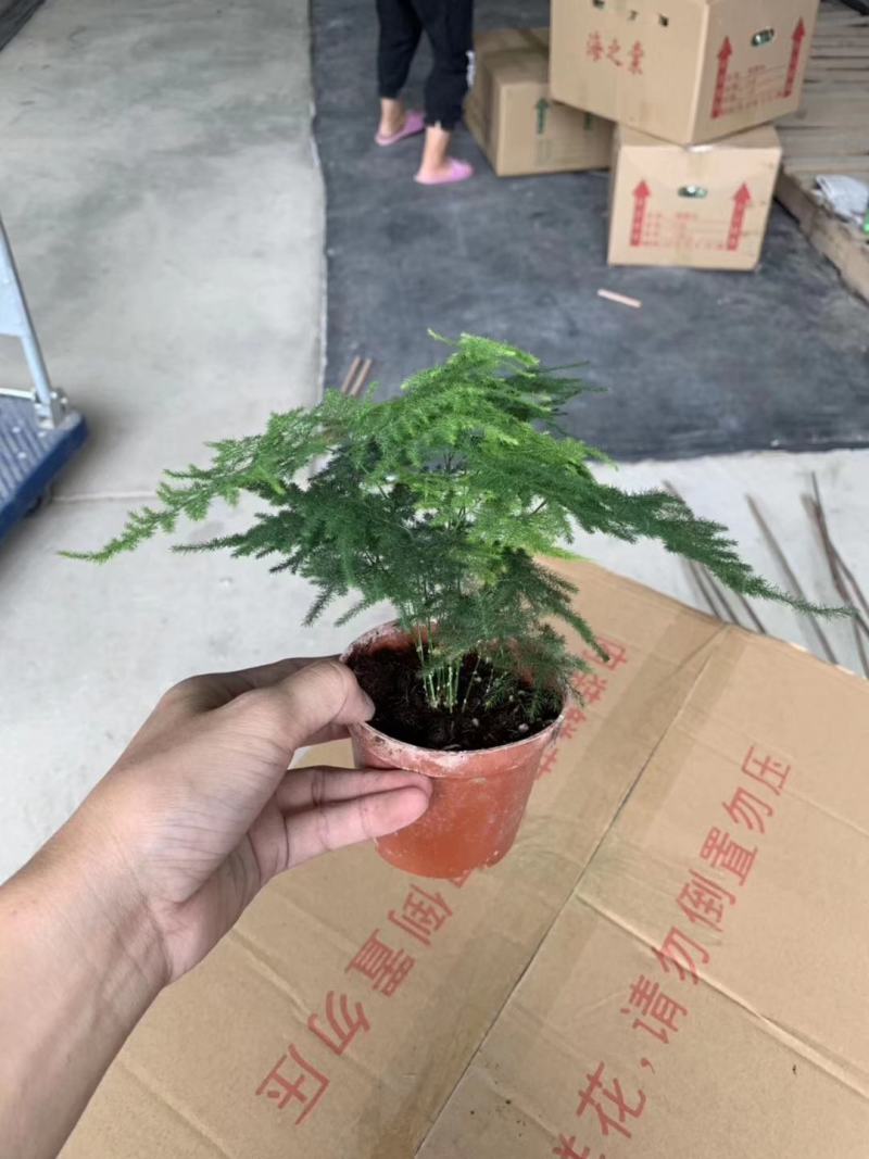 90#文竹盆栽一件40盆带盆发物流运费到付货到自提