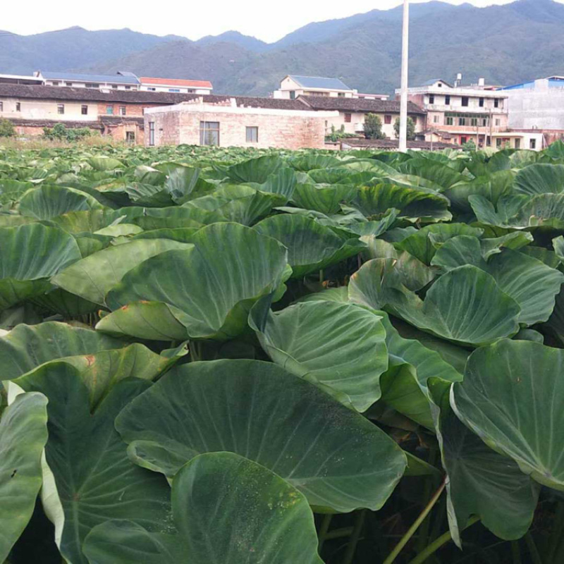 【精选】福建长汀香芋地理标志产品、加工成品供应。