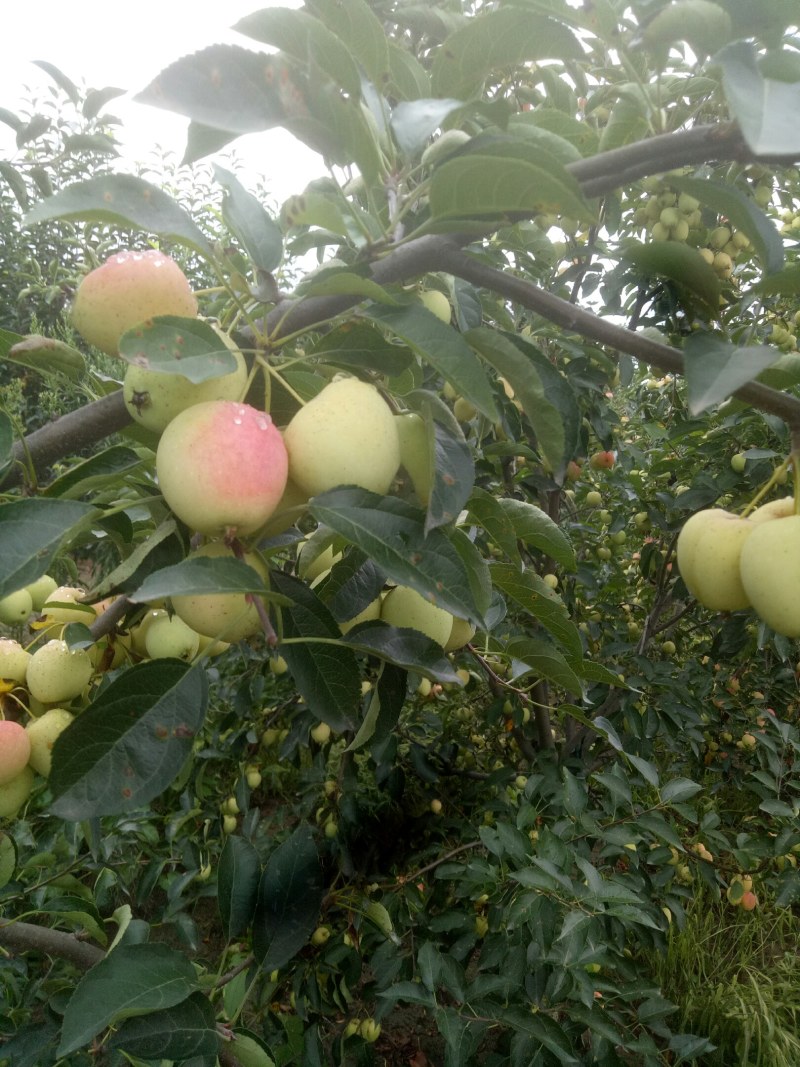 鸡心果，青岛平度好吃，特好吃，8月中旬成熟