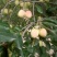 鸡心果，青岛平度好吃，特好吃，8月中旬成熟