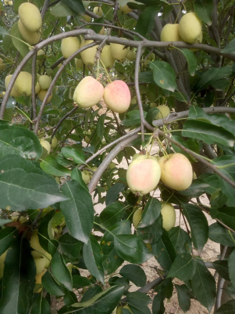 鸡心果，青岛平度好吃，特好吃，8月中旬成熟