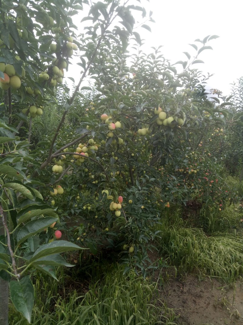 鸡心果，青岛平度好吃，特好吃，8月中旬成熟