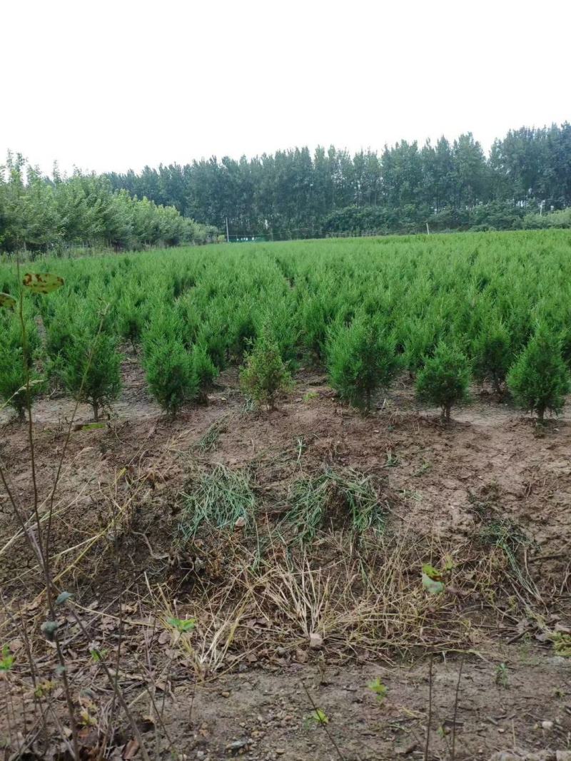 龙柏苗龙柏小苗龙柏树苗小龙柏龙柏绿化工程苗龙柏