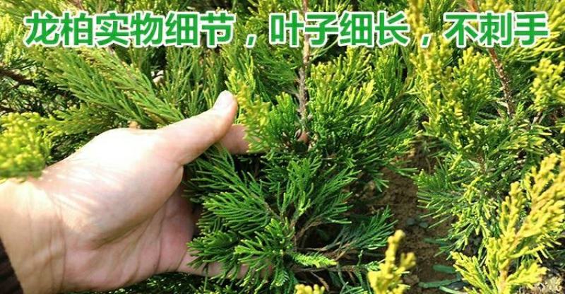 龙柏苗龙柏小苗龙柏树苗小龙柏龙柏绿化工程苗龙柏