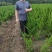 龙柏苗龙柏小苗龙柏树苗小龙柏龙柏绿化工程苗龙柏