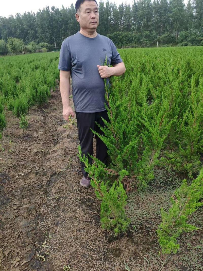 龙柏苗龙柏小苗龙柏树苗小龙柏龙柏绿化工程苗龙柏