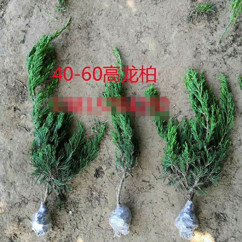 龙柏苗龙柏小苗龙柏树苗小龙柏龙柏绿化工程苗龙柏