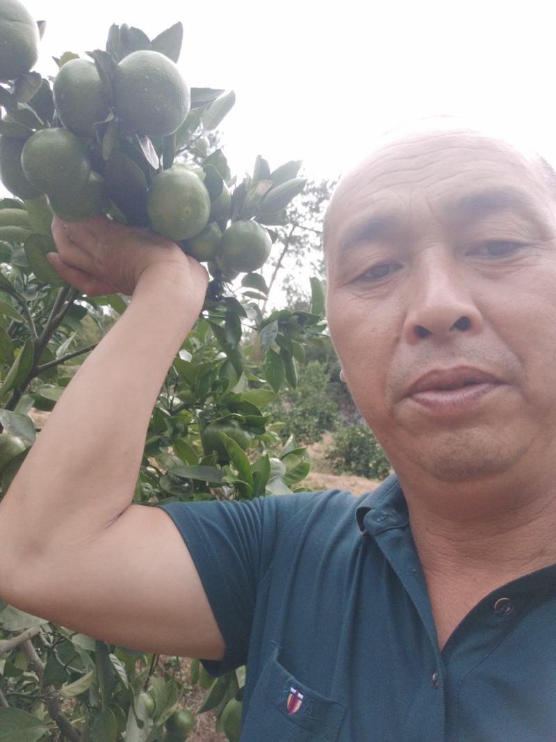 东江湖扁行特早蜜桔，普早，大风一号等