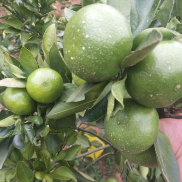 东江湖扁行特早蜜桔，普早，大风一号等