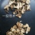 包邮苍术别名：赤术青术仙术南苍术矛术，货干颜色漂亮有现货