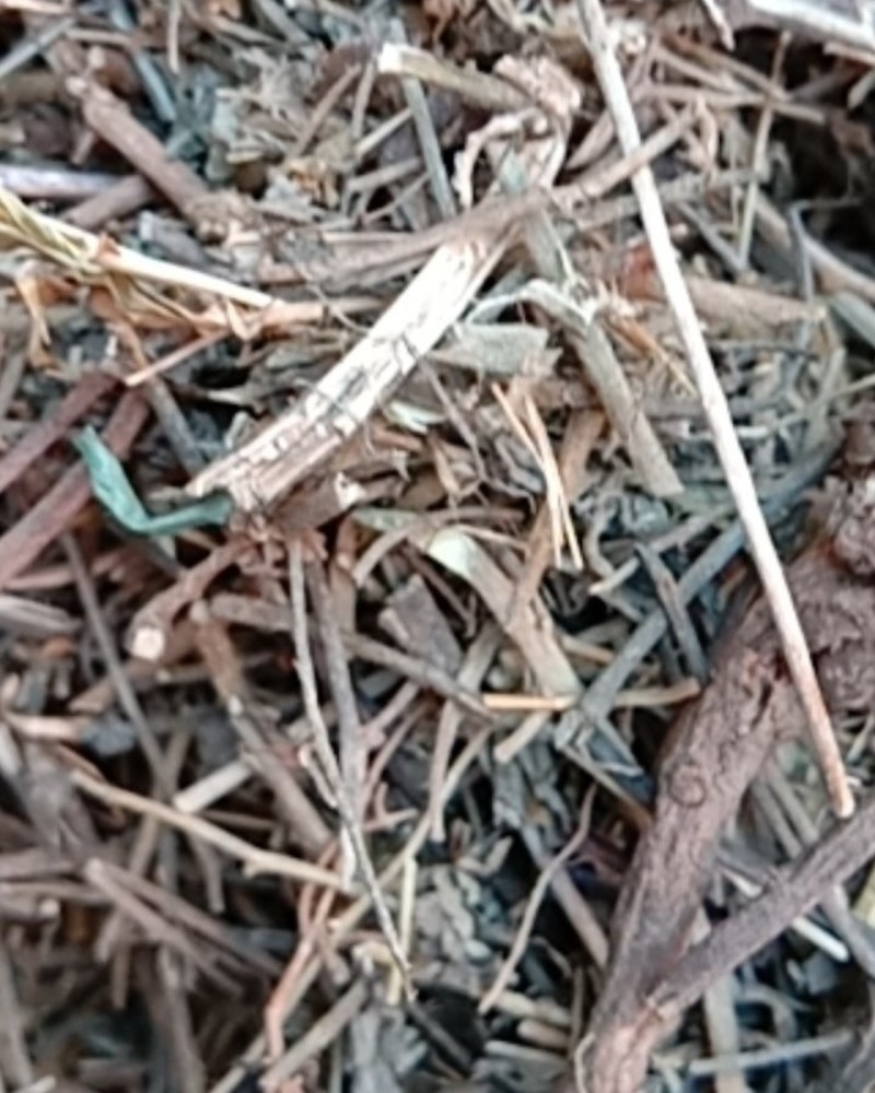 农吉利，常年批发供应冷背中药材农吉利量大从优