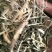 农吉利，常年批发供应冷背中药材农吉利