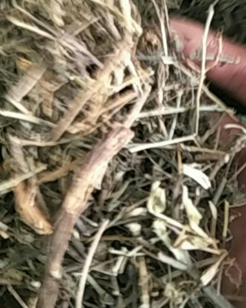 农吉利，常年批发供应冷背中药材农吉利