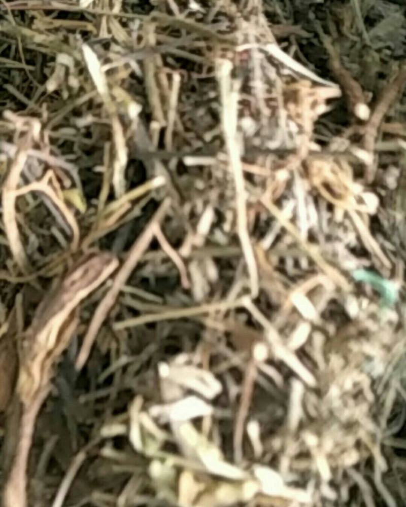 农吉利，常年批发供应冷背中药材农吉利