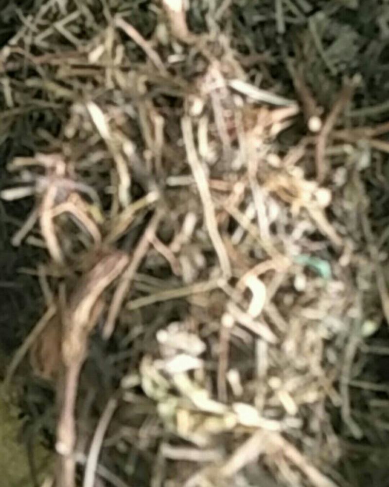 农吉利，常年批发供应冷背中药材农吉利
