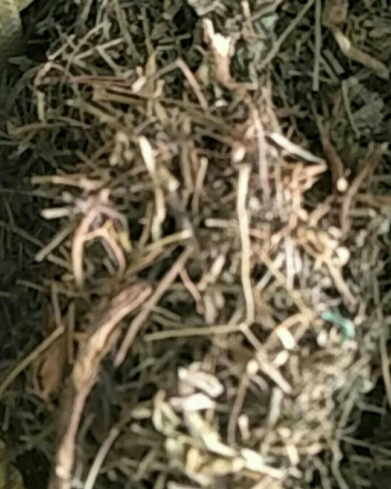 农吉利，常年批发供应冷背中药材农吉利