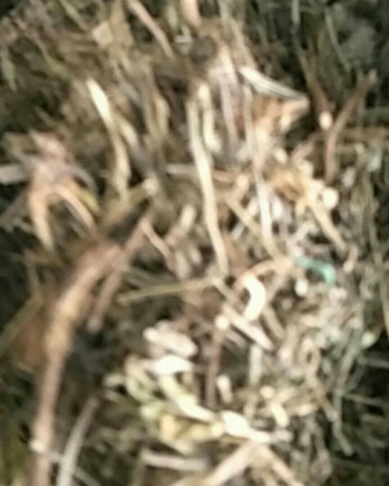 农吉利，常年批发供应冷背中药材农吉利