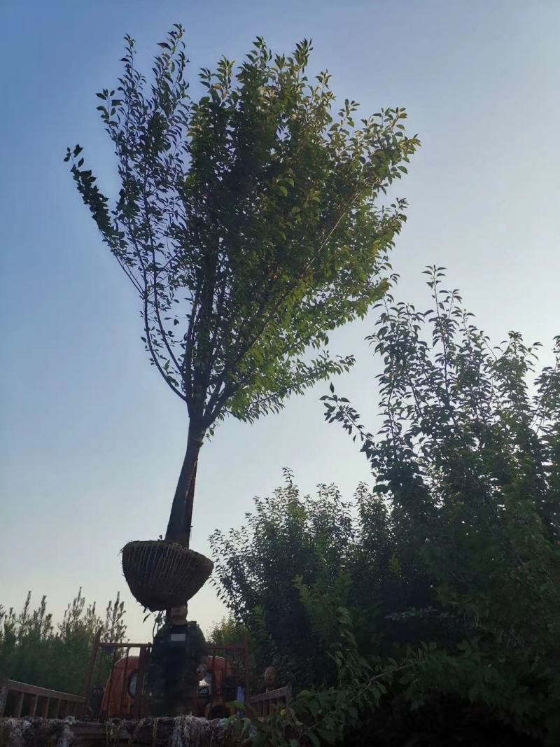 大量出售8公分10公分樱花二级货