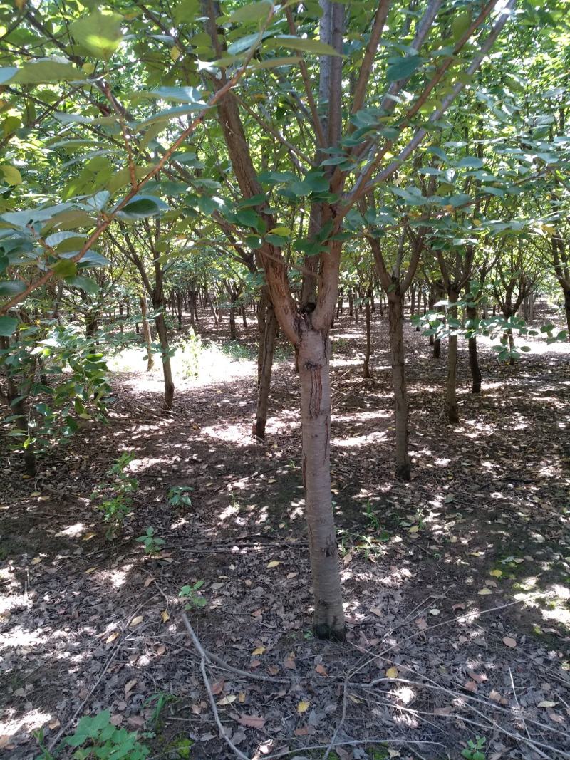 大量出售8公分10公分樱花二级货