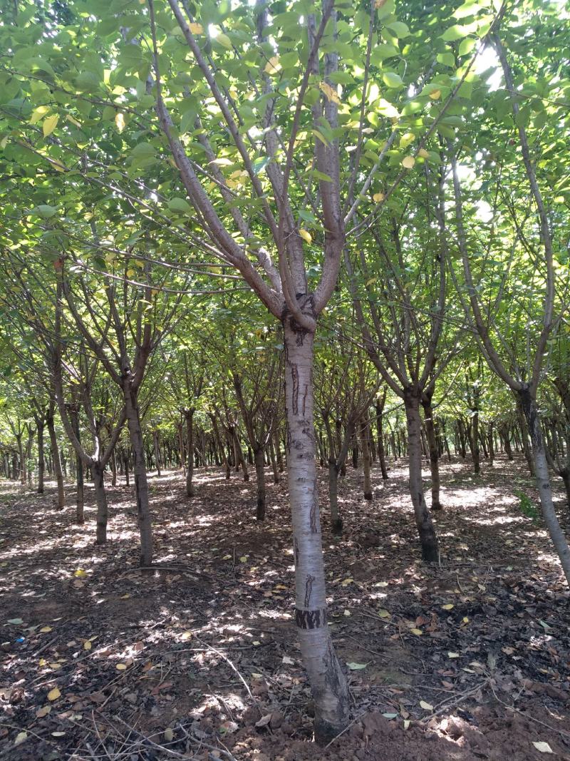 大量出售8公分10公分樱花二级货