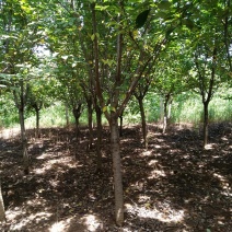 大量出售8公分10公分樱花二级货