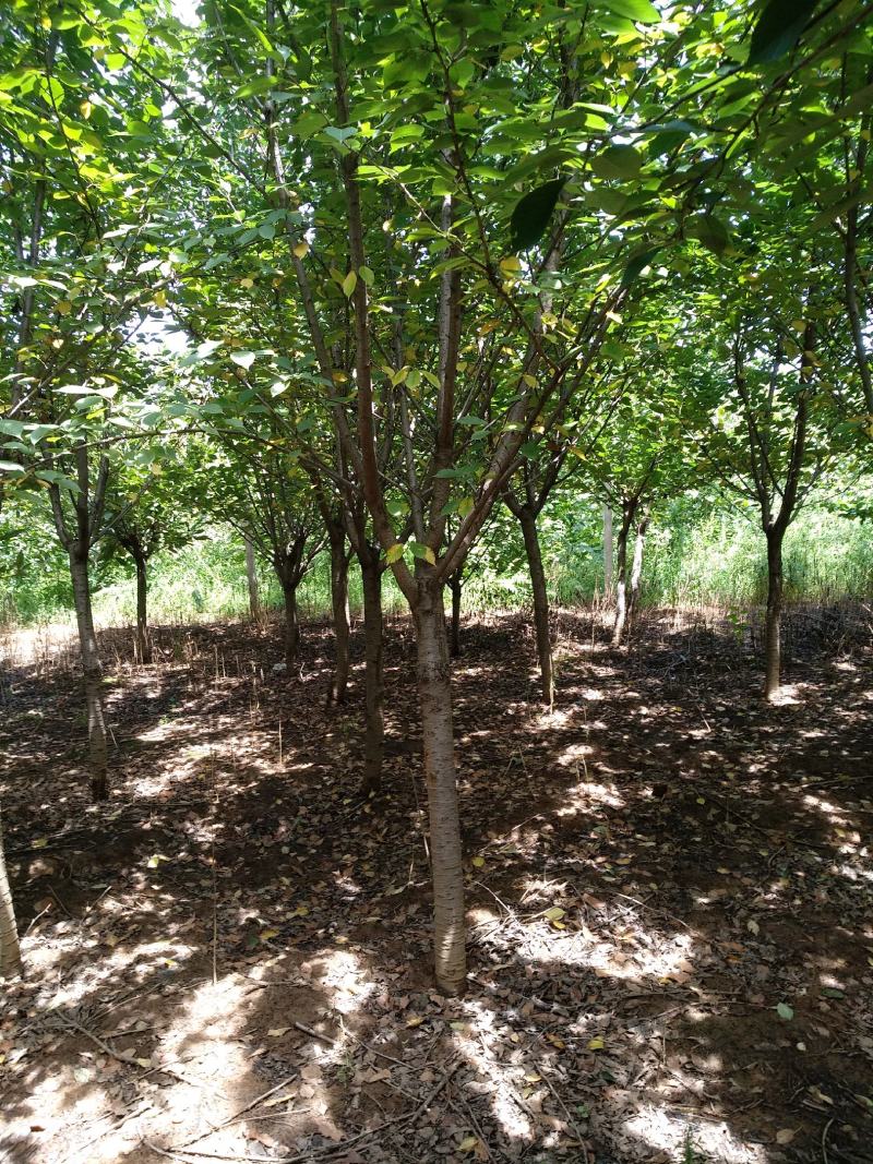 大量出售8公分10公分樱花二级货
