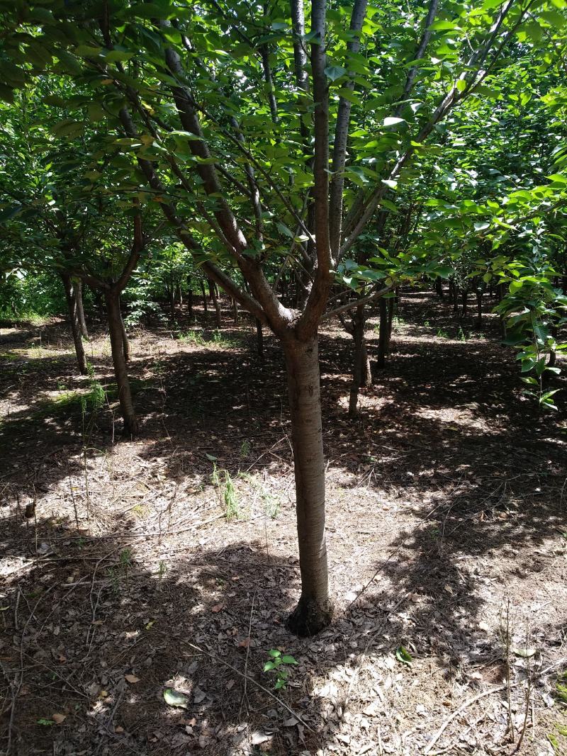 大量出售8公分10公分樱花二级货